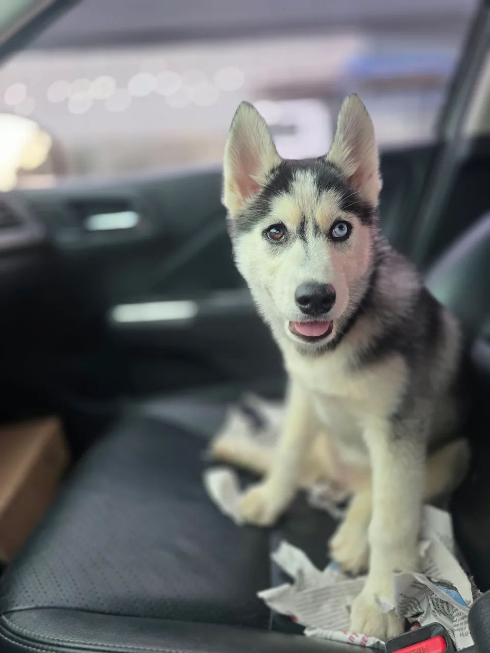 Husky Siberiano top - Foto 2