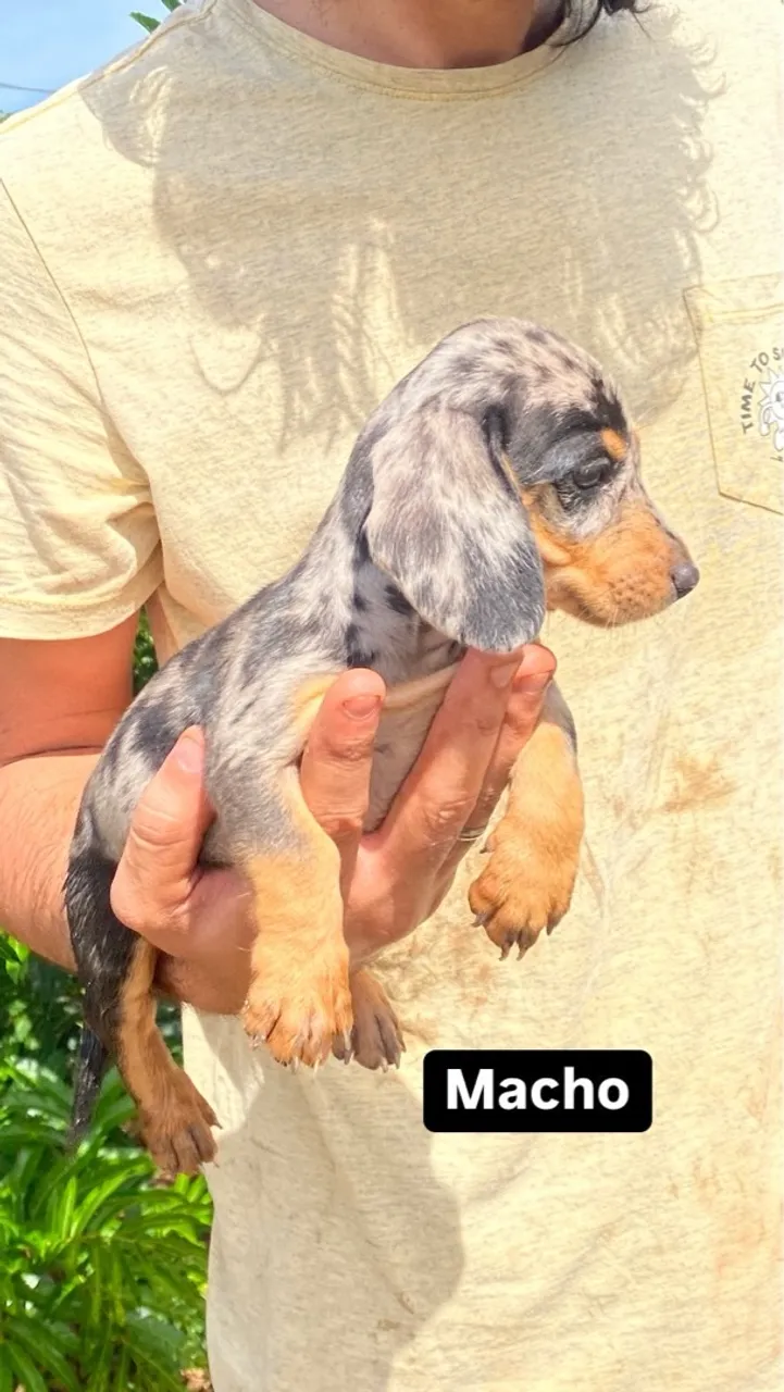 Filhotes Dachshund