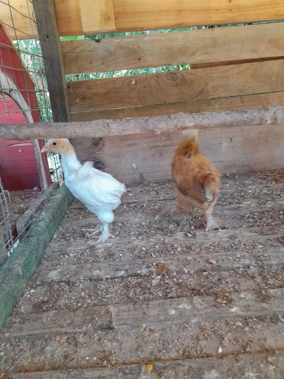 Pintinhos Brahma  - Foto 4