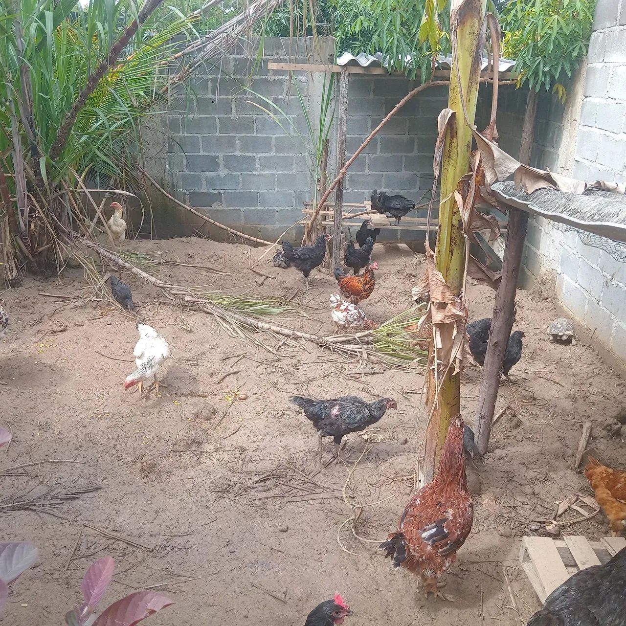 Galinhas caipira baratinho 