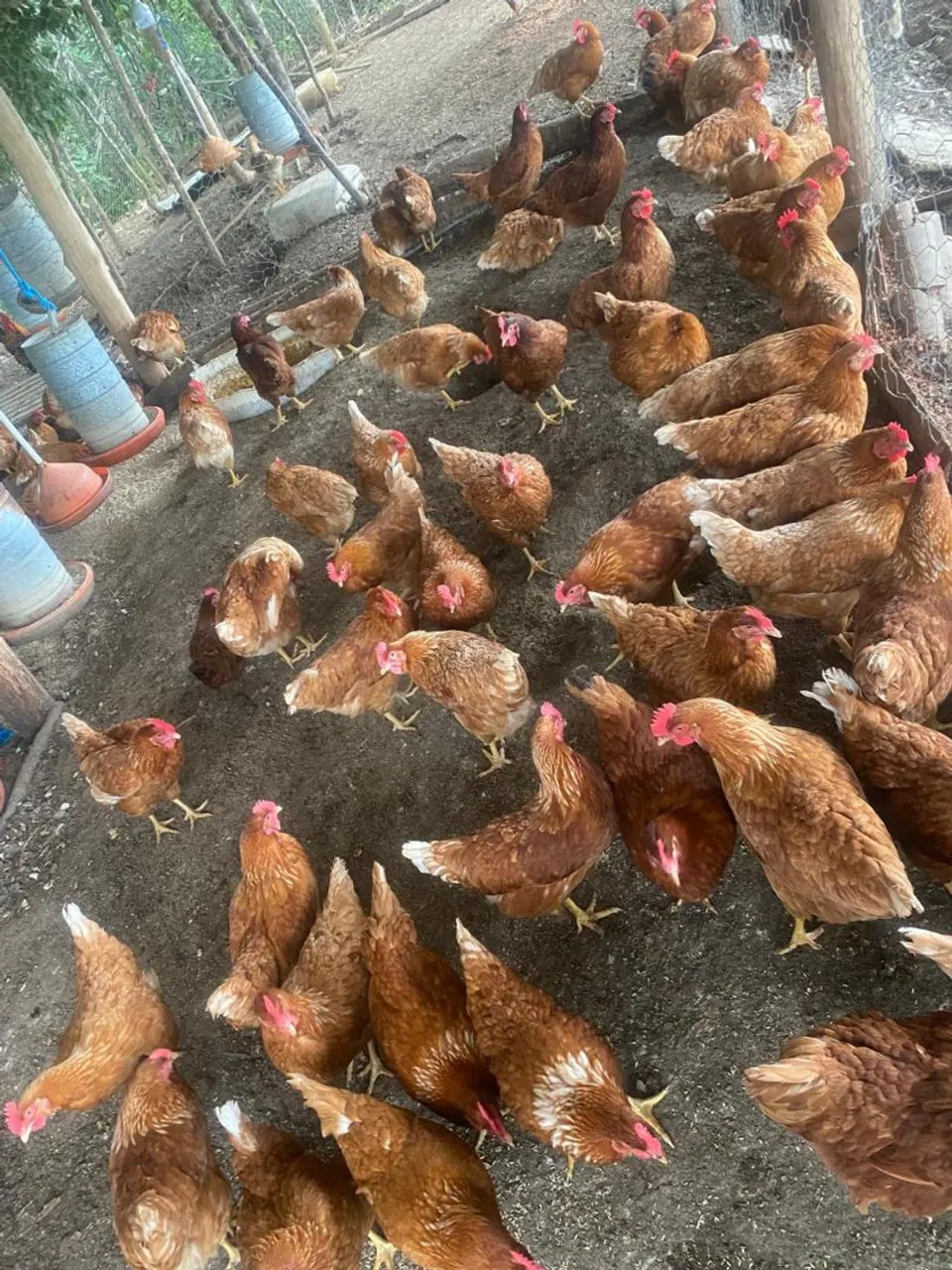 Galinhas Isa Brown começaram postura hoje.
