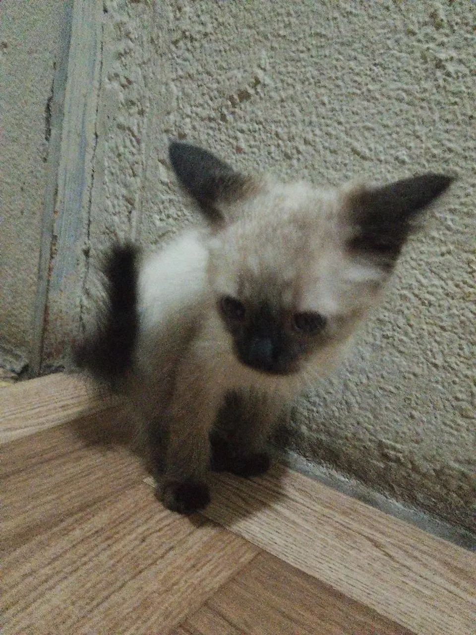 Siamese Cat Pair64842813781761121