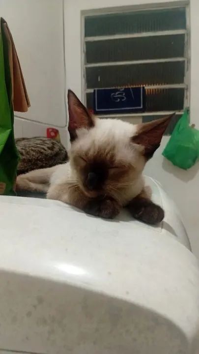 Gatinho Siamês (PURO) disponível para adoção