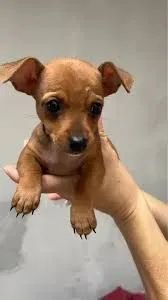 Filhote de pinscher- Fofa e Carinhosa