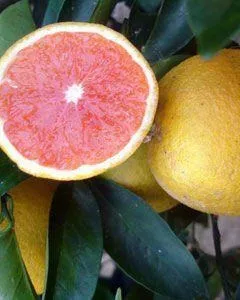 Laranja sanguínea (vermelha) - vendo mudas enxertadas