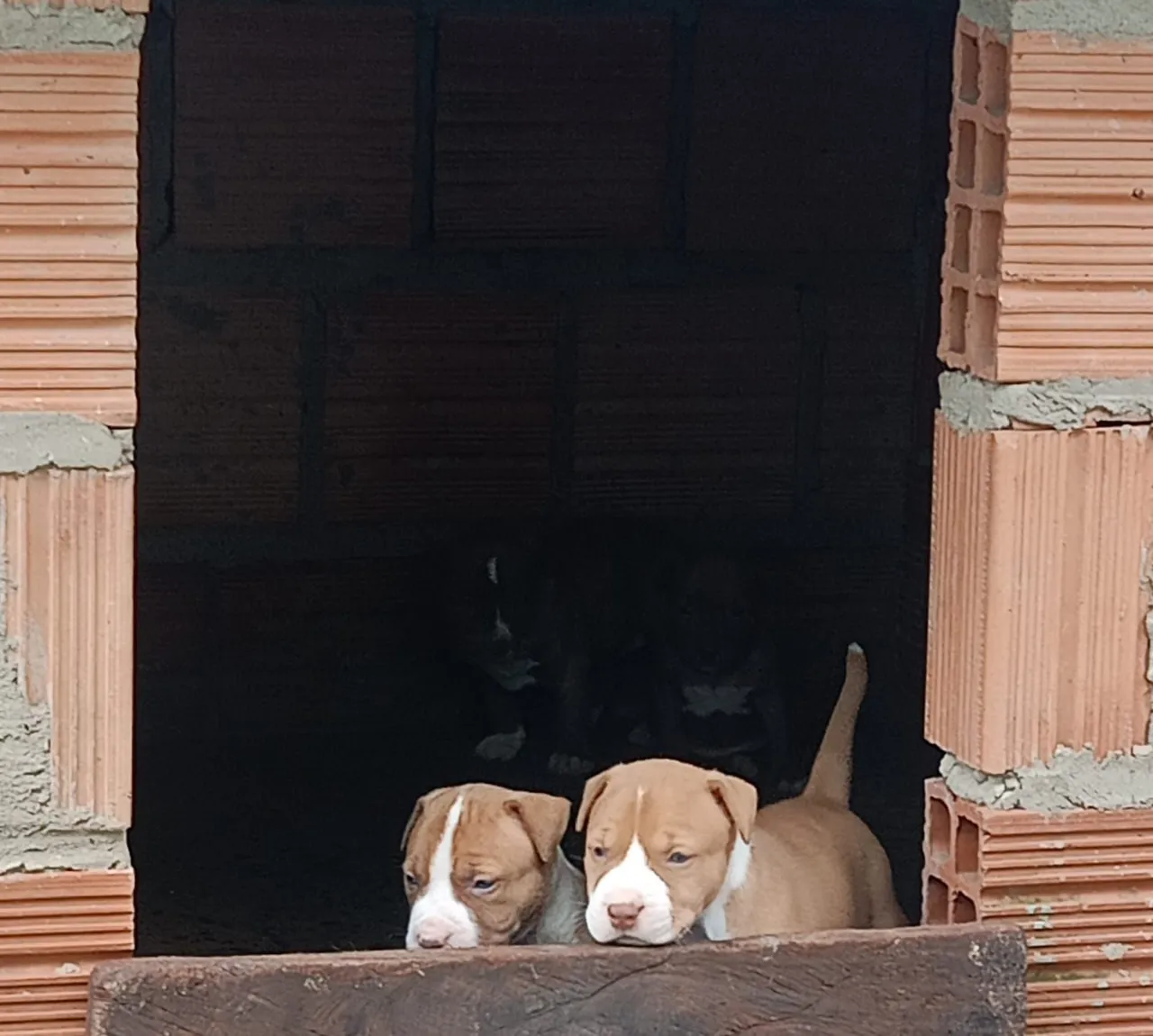 Filhotes de Pitbull
