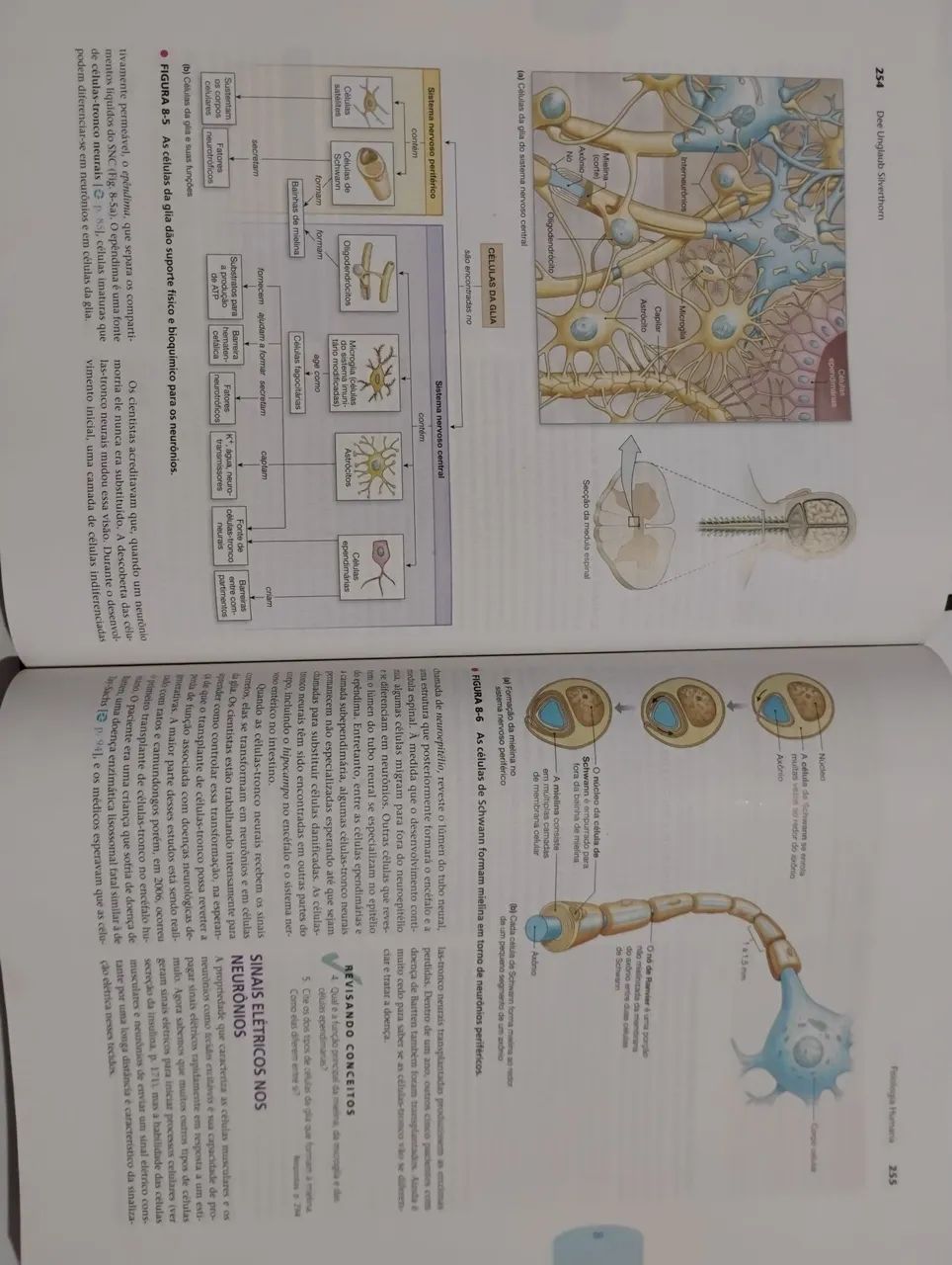 Fisiologia Humana 5ª edição - Dee Unglaub Silverthorn - Foto 4