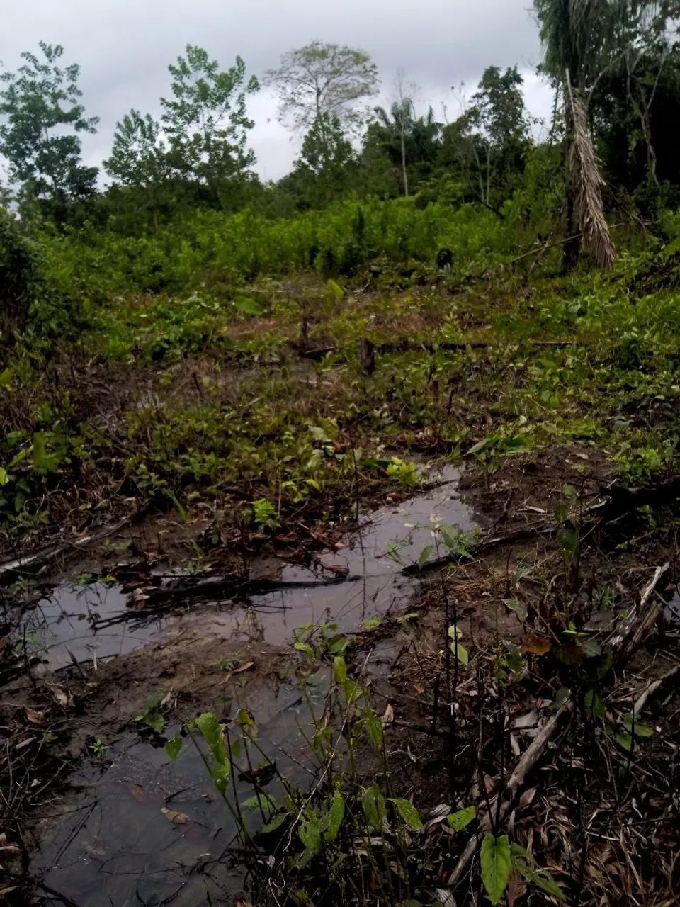 Terreno 
