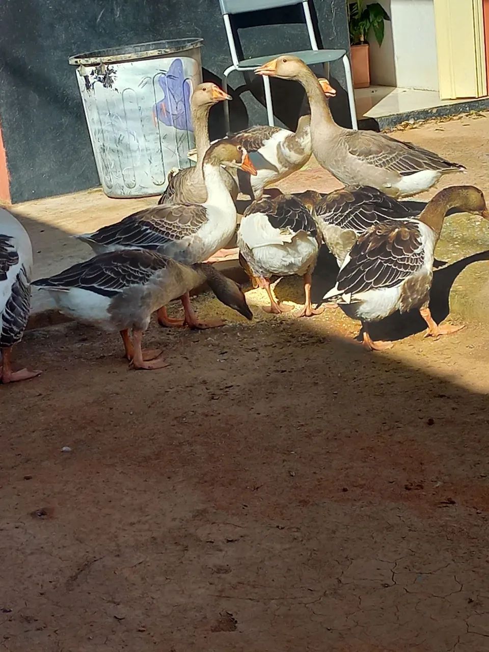 Gansos 8 meses de idade  - Foto 6