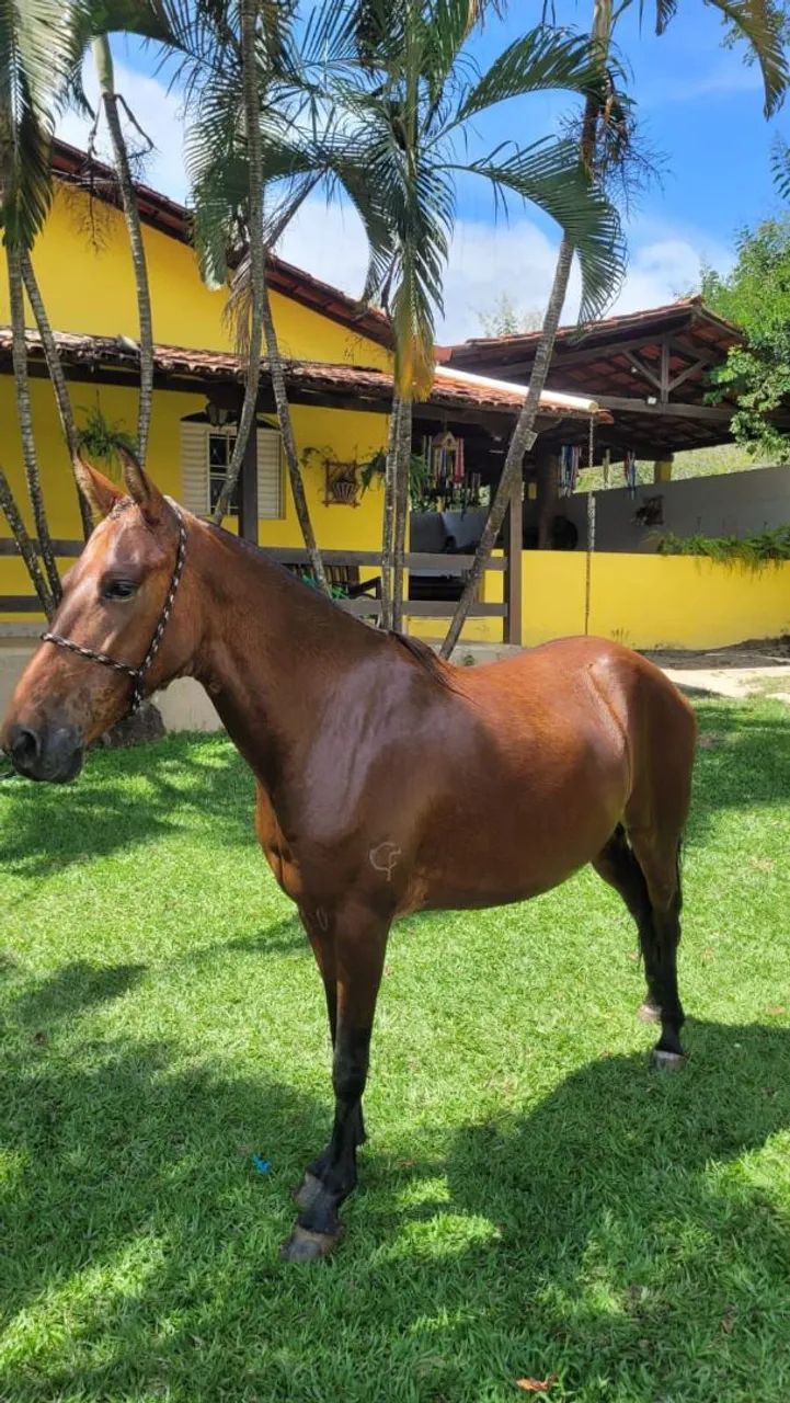 Égua Mangalarga Marchador - Foto 2