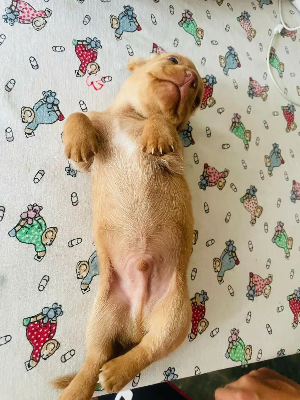 Lindos filhotes de dachshund (teckel mini)
