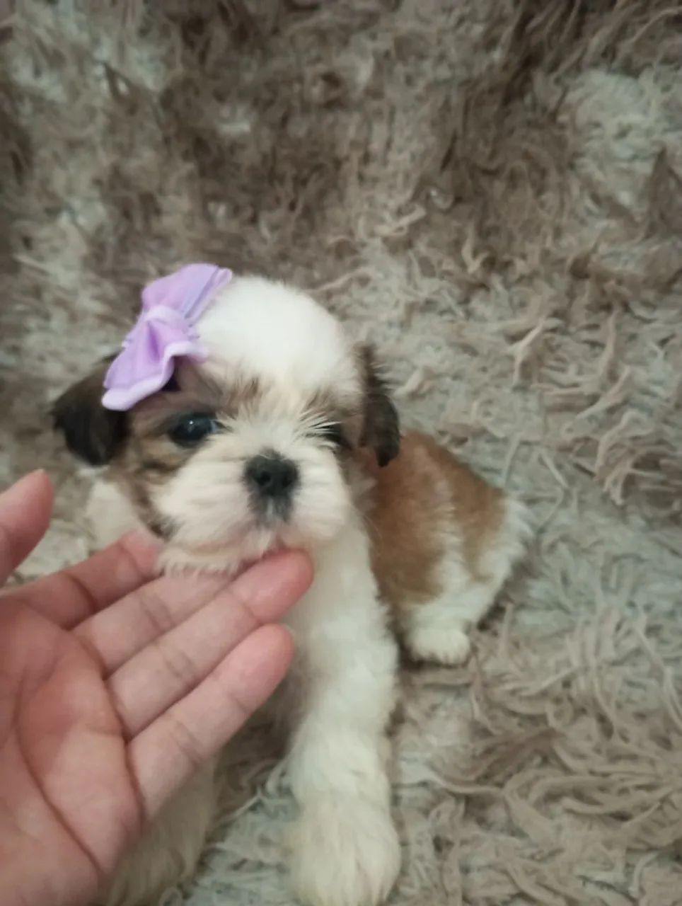 Filhote de Shih Tzu Fêmea micro - Foto 4