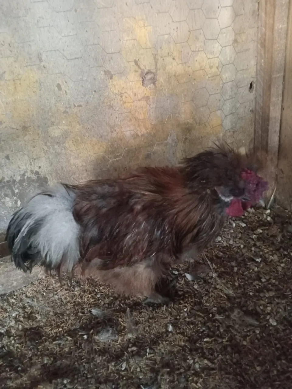Vendo galos da Ra;a Sedosa do Jap'ao