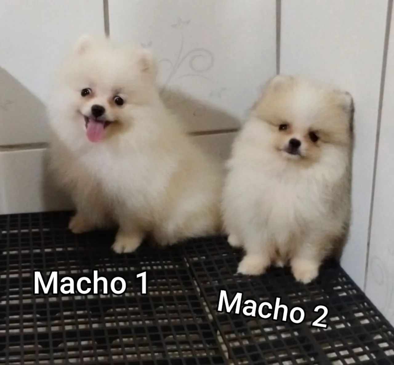 Lindos filhotes de Spitz Alemão - Foto 2