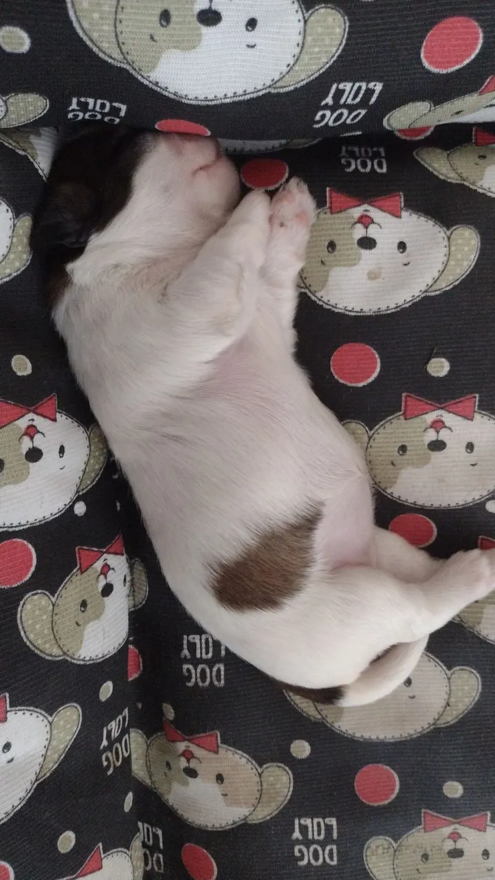 Filhote Shih Tzu 3 fêmeas 1 macho para um lar cheio de amor!