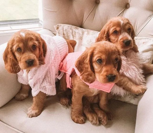 Excelente Linhagem de Cocker Spaniel Inglês