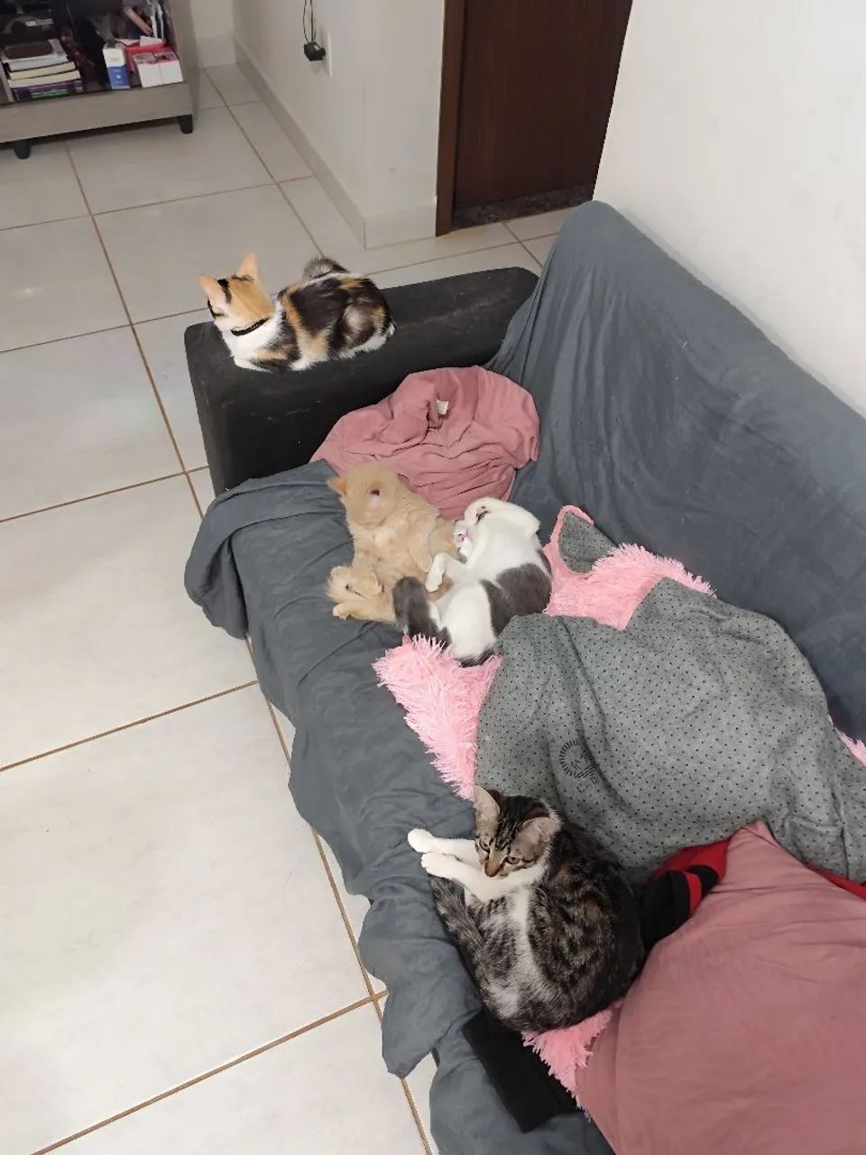 Gatinhos adoráveis para adoção 2 gatos o cinza com branco e a irmã dele