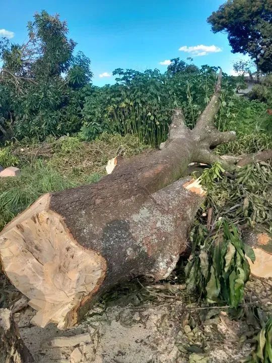 Corte e poda de árvores 