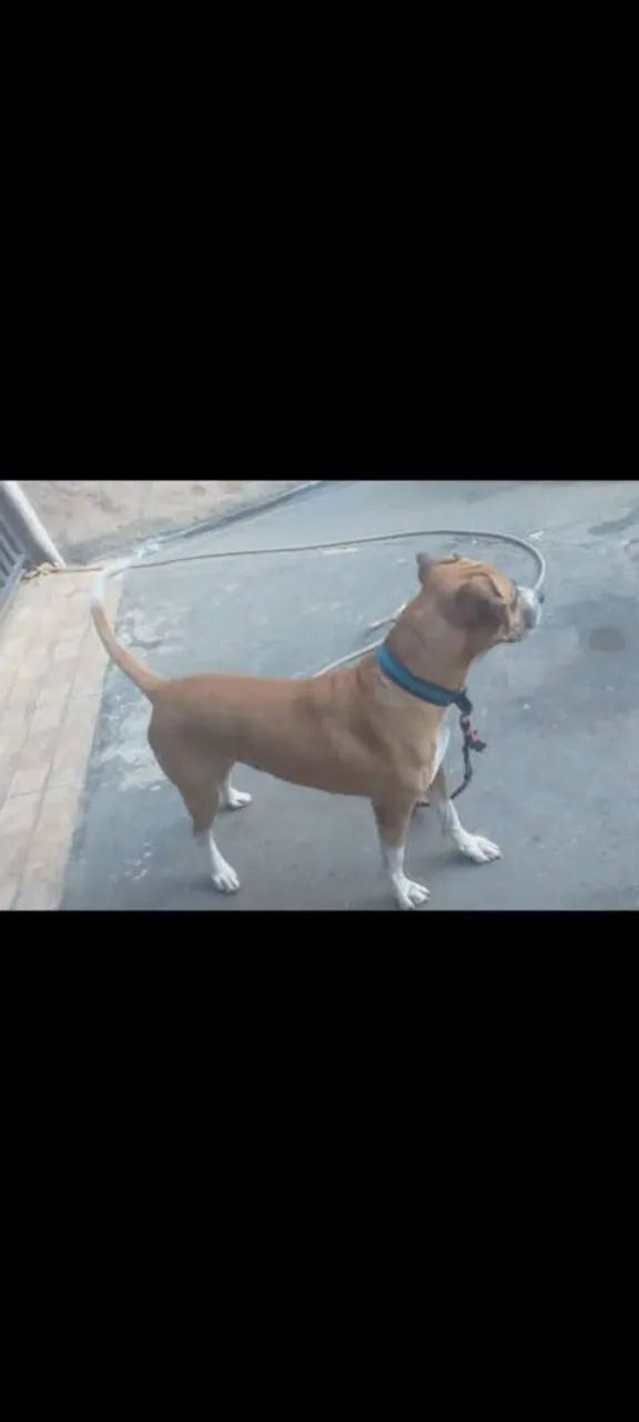 Adoção responsavel 