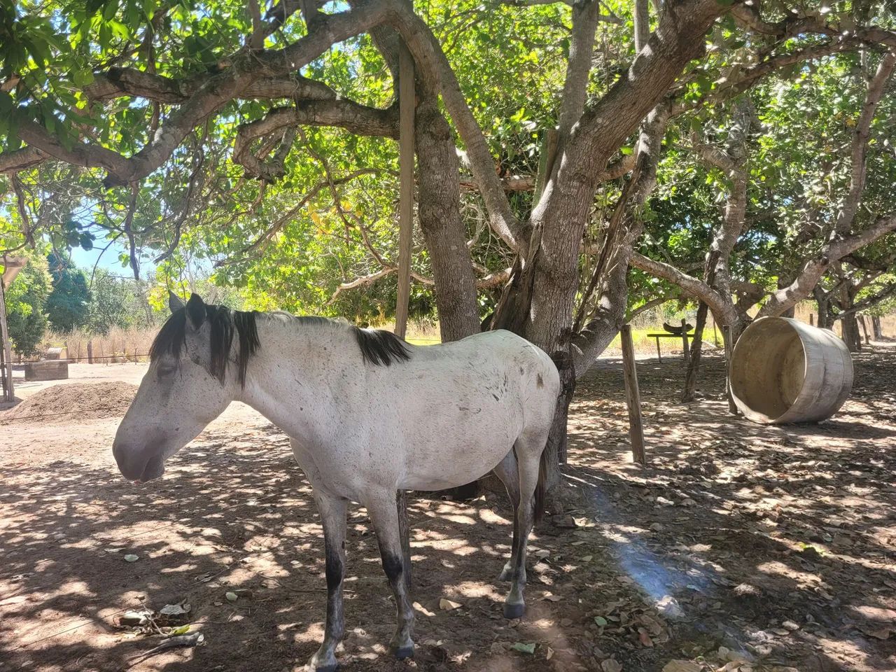 Égua mansa