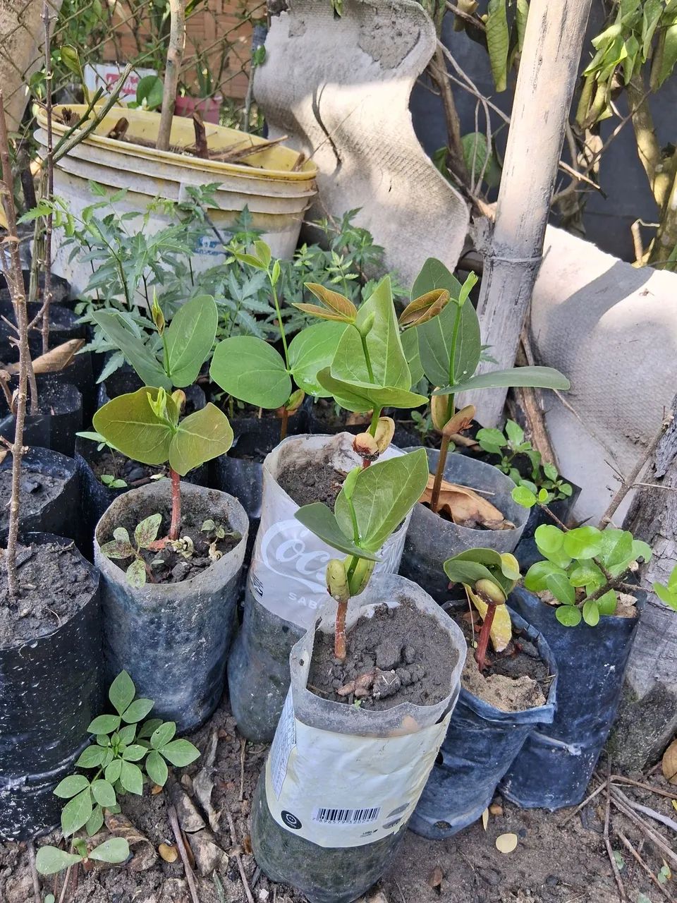 Mudas de jatoba  - Foto 3