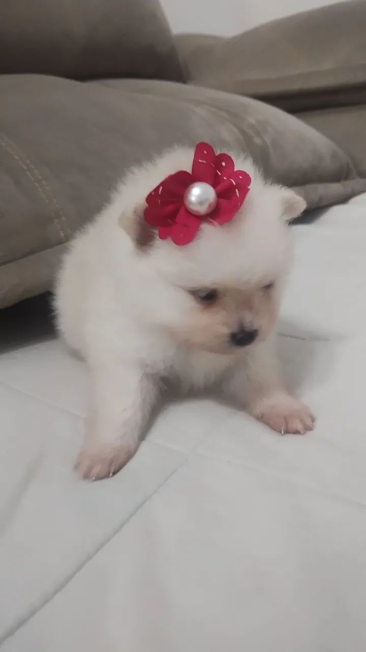 Filhote de Spitz Alemão - Foto 3
