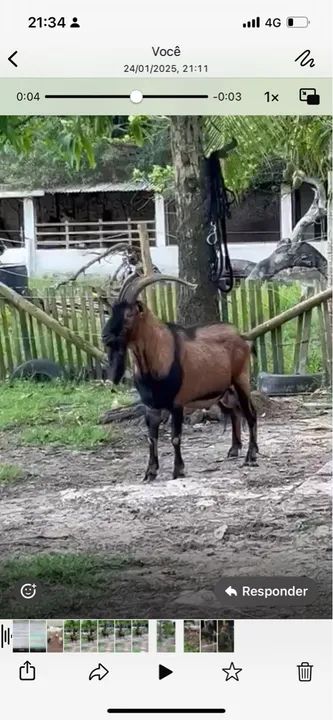 Venda Reprodutor Pardo Alpino ( Cabra Bode Leiteiro)
