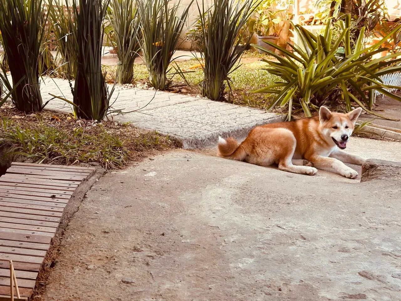 Akita Inu lindo procurando fêmea para cruzar  - Foto 2