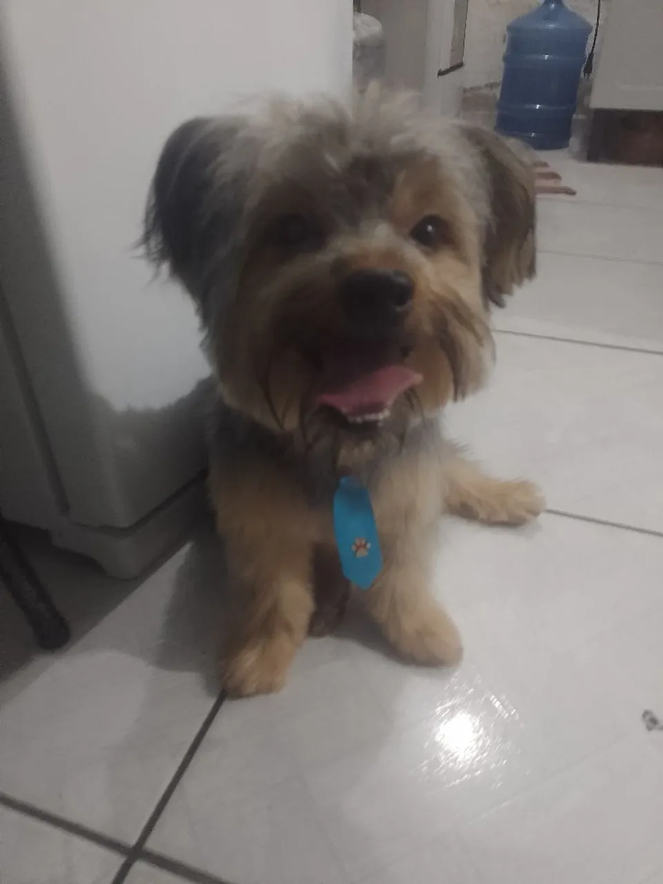 Vendo um Yorkshire Terrier Macho