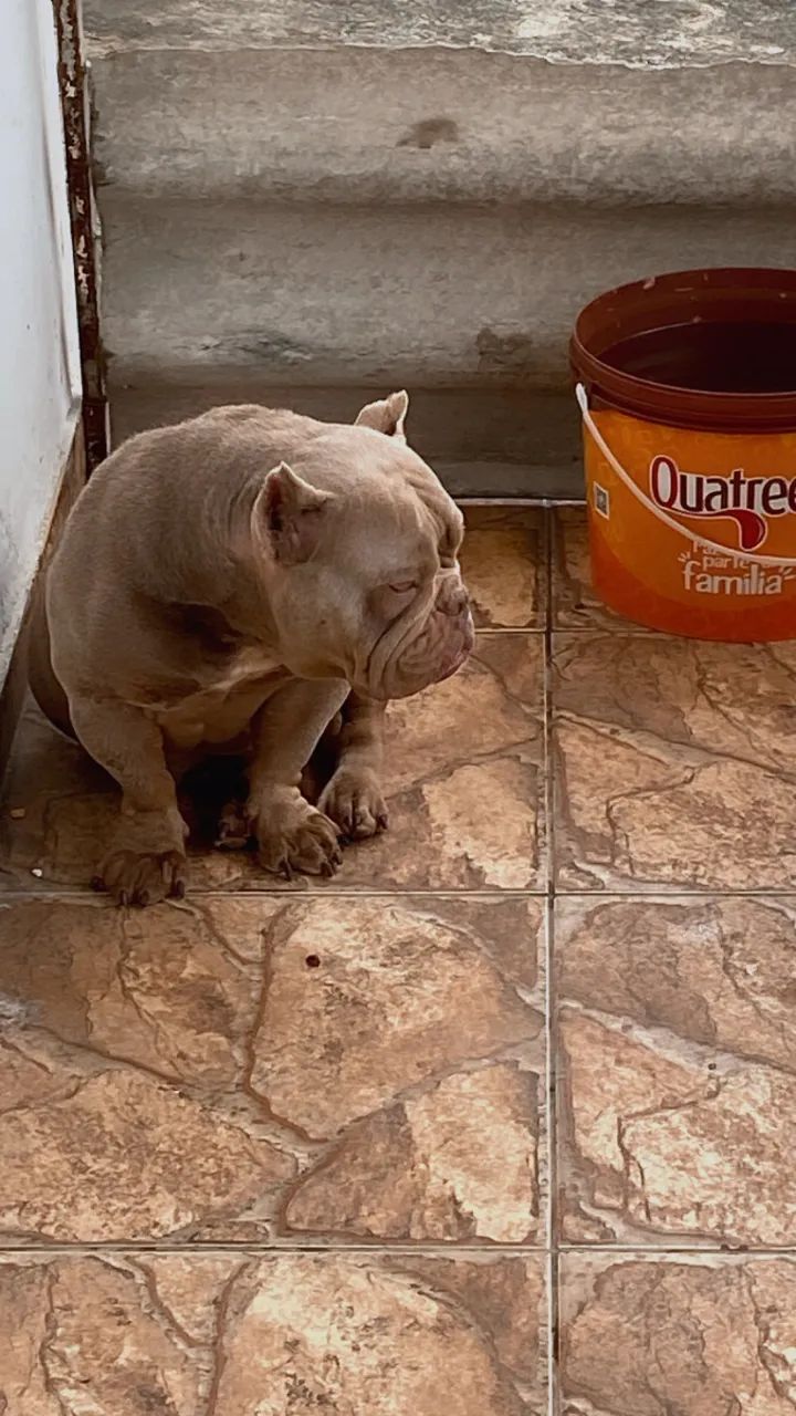 ExoticBully Fêmea64309621300098125