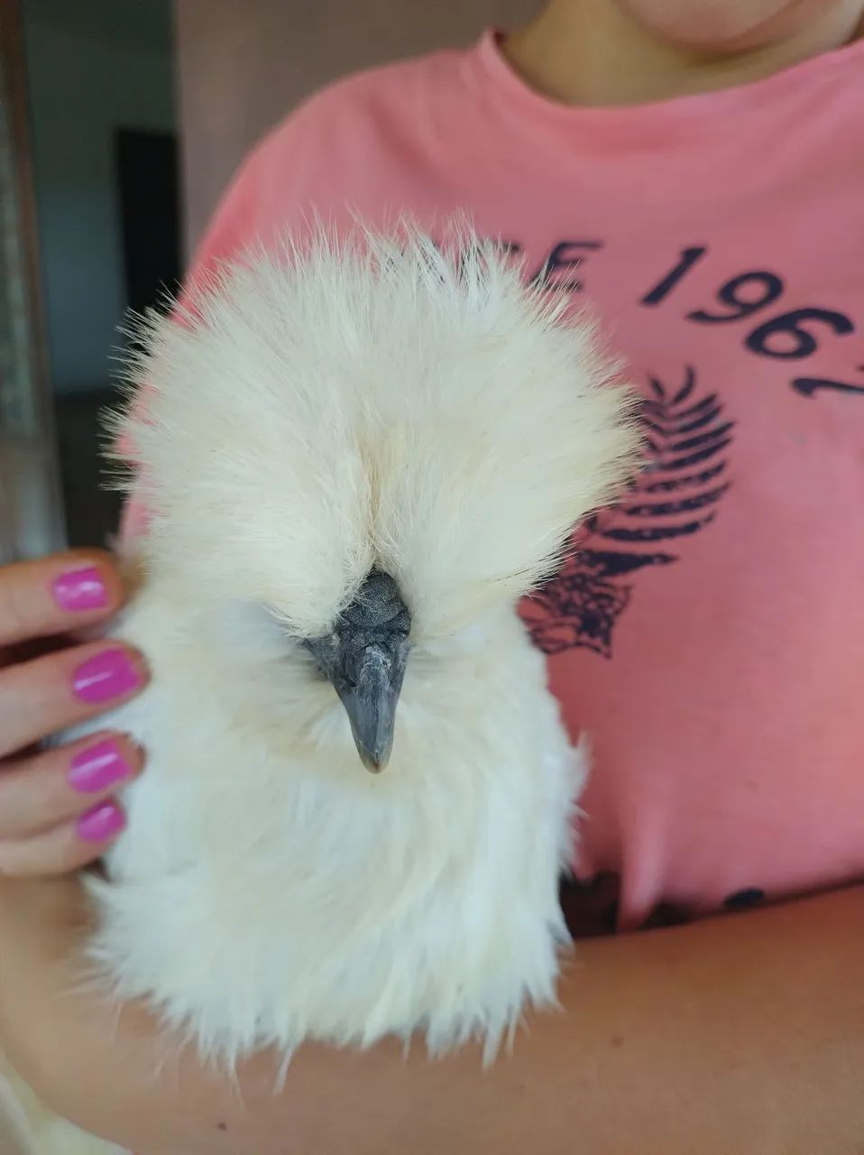 Galinha Sedosa - Pintinhos e franguinhos  - Foto 2