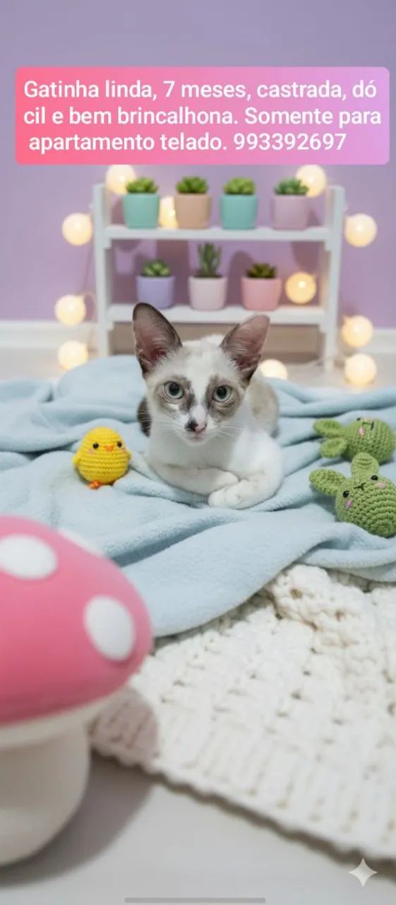 Gatinha linda castrada para adoção 