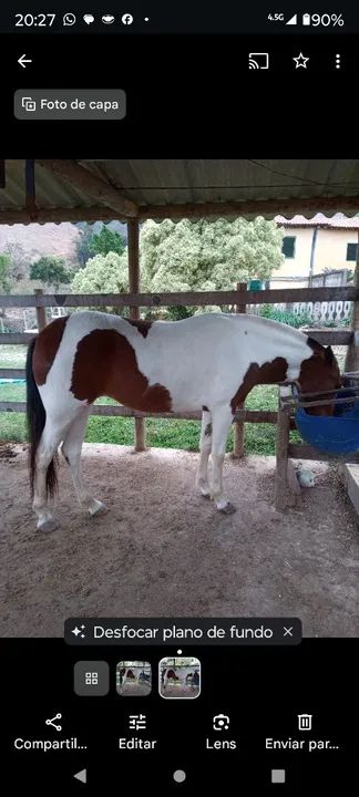 Égua pampa de castanha 6 anos - Foto 2