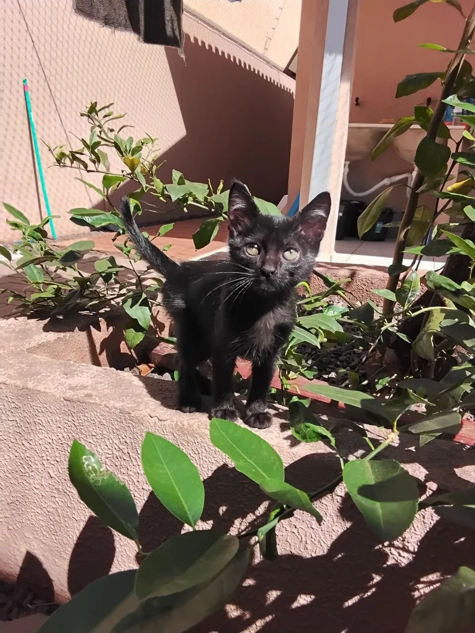 Gatinho lindo disponível para adoção