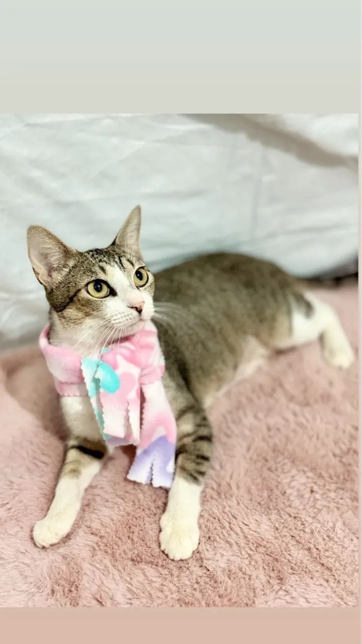 Linda gatinha para doação  - Foto 3