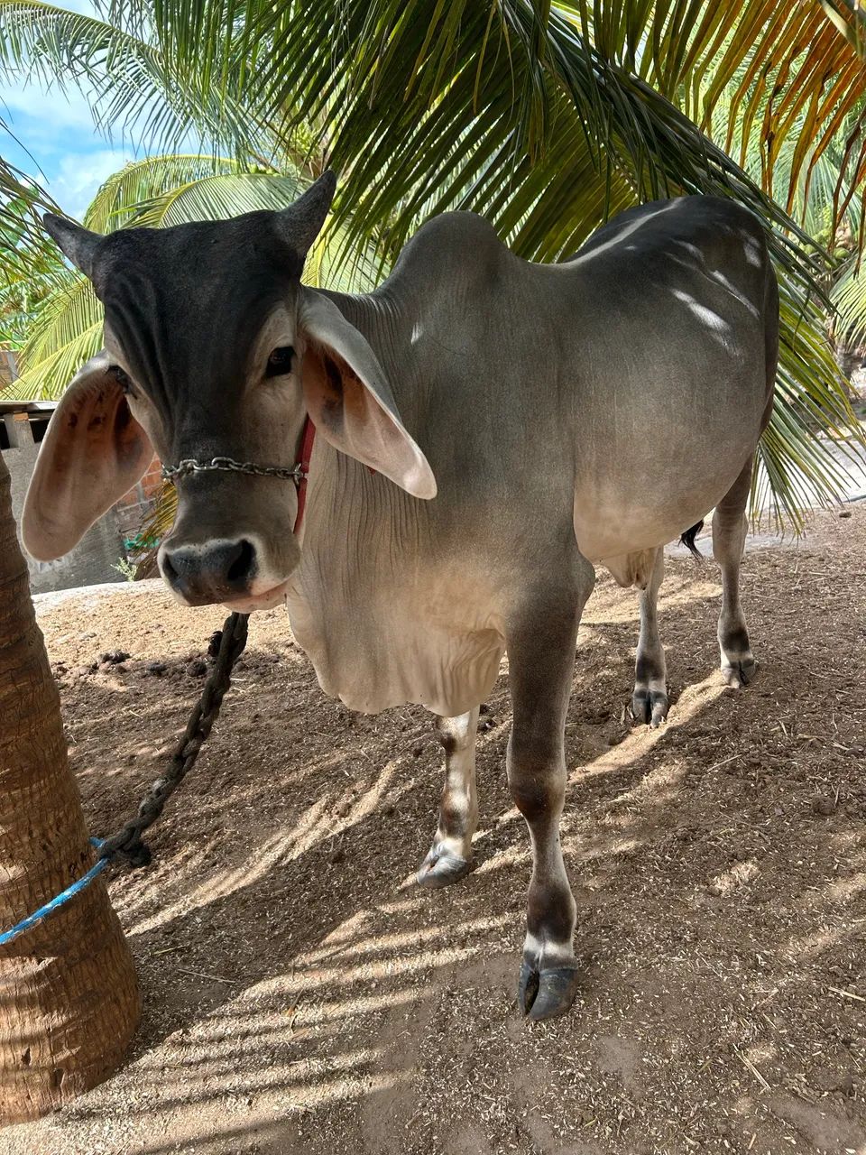 GARROTE GUZERÁ A VENDA - Foto 2