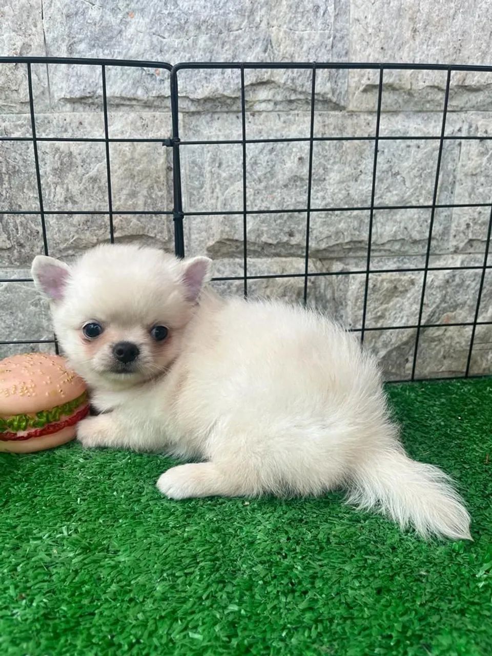 Chihuahua 