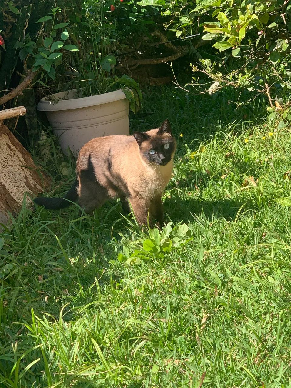Gatos 