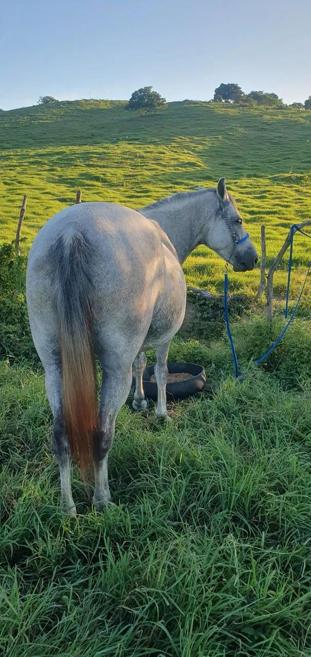 Egua mangalarga prenha  - Foto 2