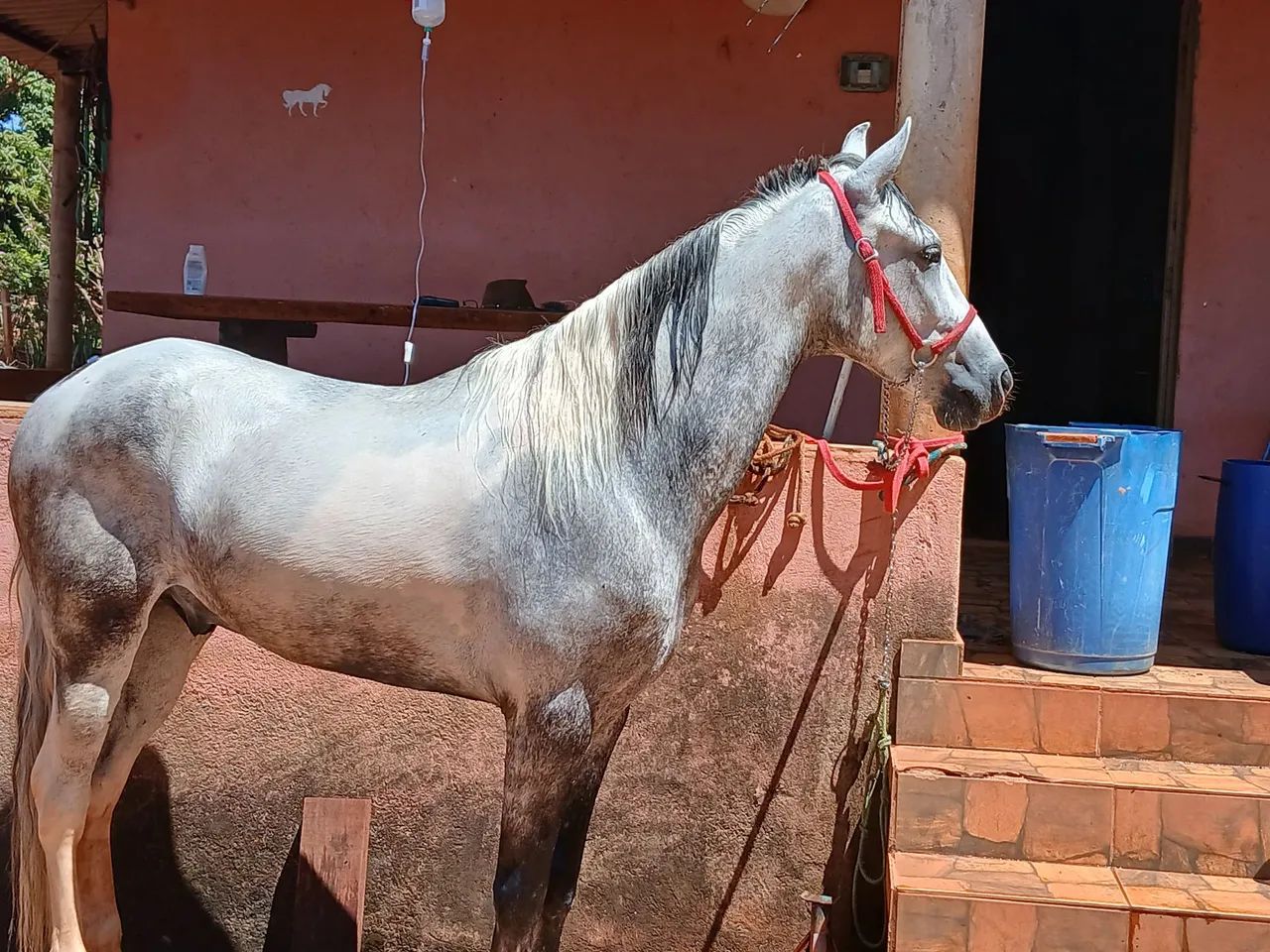 Vendo cavalo marcha picada 