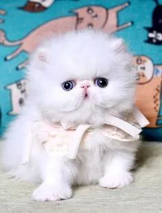 Persas  gatinhos peludinhos