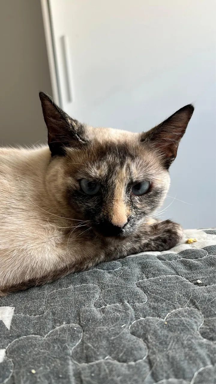 Gato - Foto 3