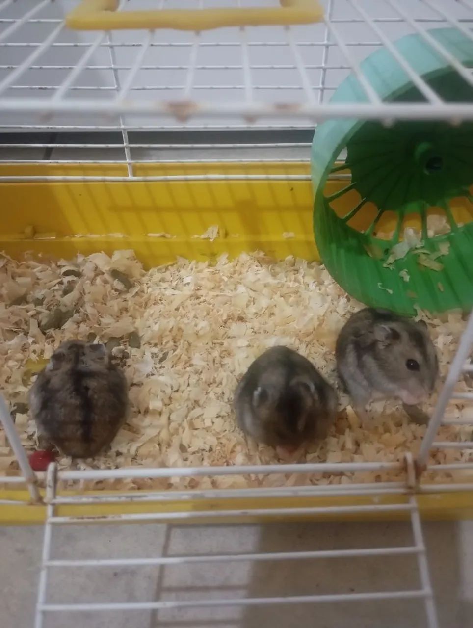 Gaiola de hamster65573797511553121