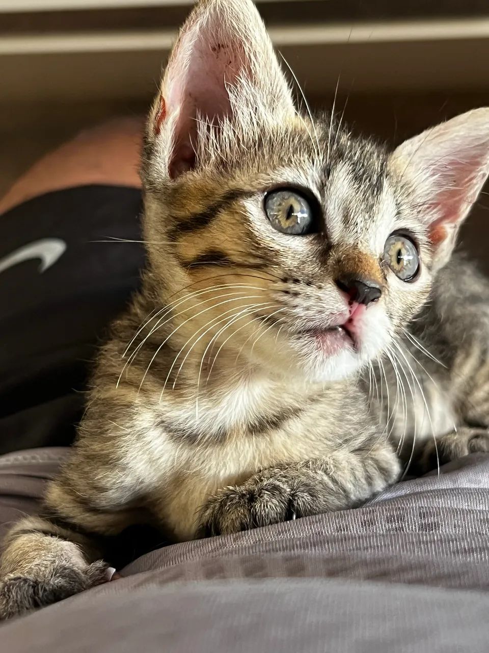 Estou doando esses gatinhos  - Foto 5