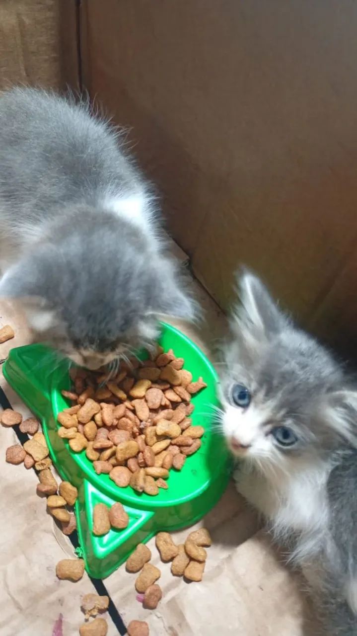 2 gatinhas lindas e carentes de amor - Foto 3