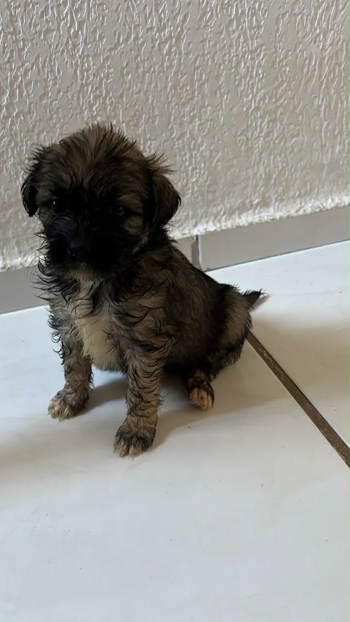 Shitszu com maltês  - Foto 2