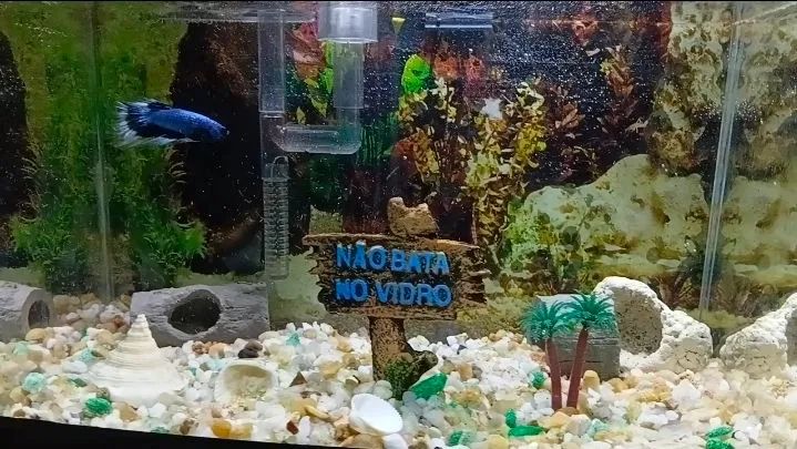 Aquario - Foto 3
