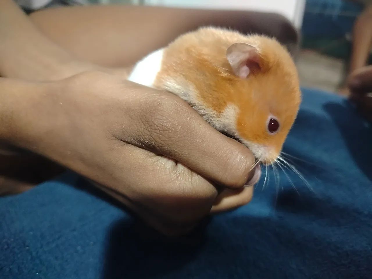 Hamster sírio macho "doação" - Foto 4