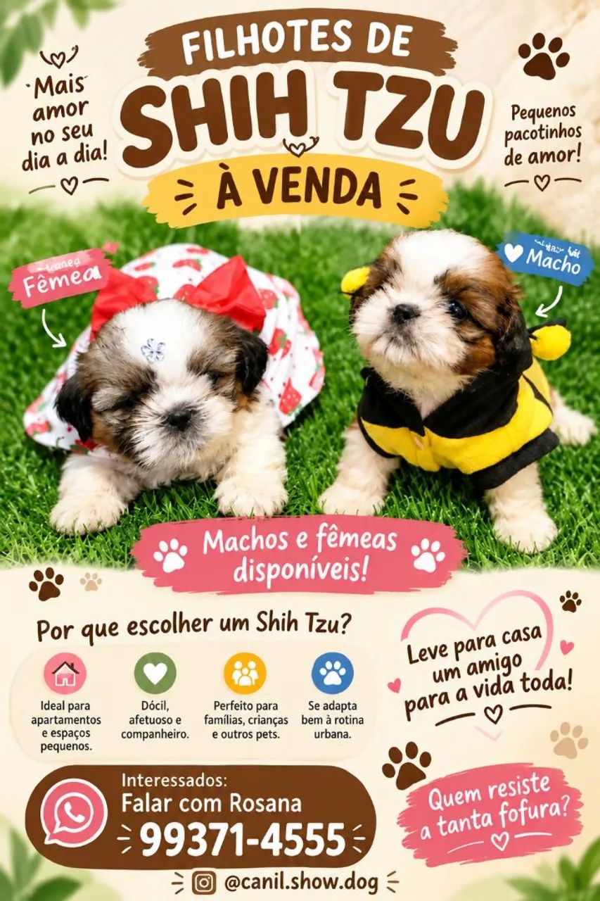 Shihtzu 