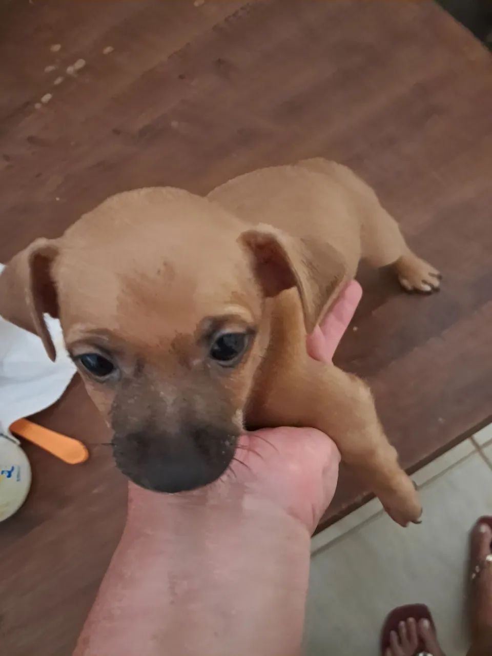 Vender pinscher - Foto 4